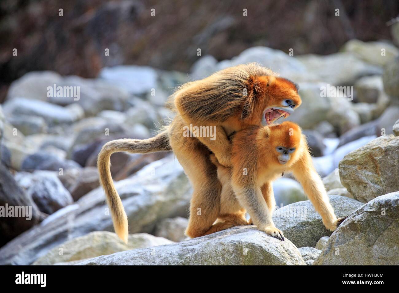 China, Shaanxi province, Qinling Mountains, Golden Snub-nosed Monkey (Rhinopithecus roxellana) Stock Photo
