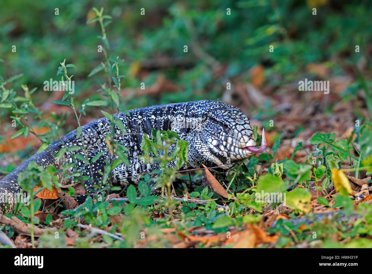 Brazil, Mato Grosso, Pantanal area, Gold tegu, also known as Golden