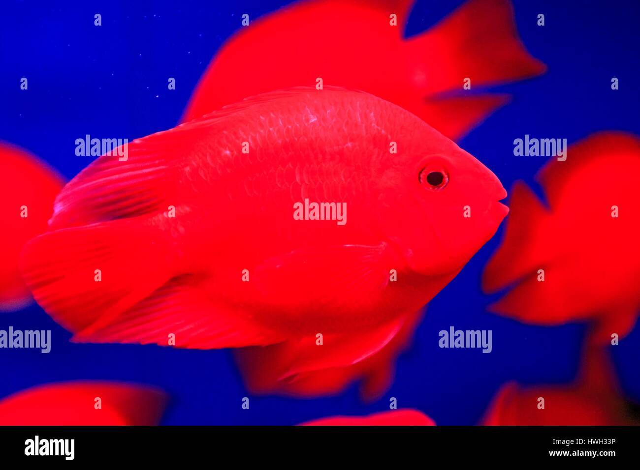 China, Manchuria, Heilongjiang, Red cichlids tn an aquarium Stock Photo