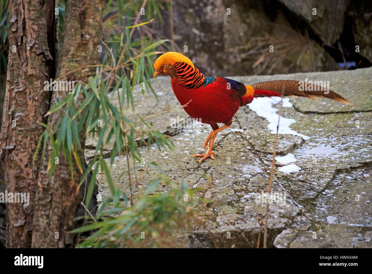 China Shaanxi Province Qinling Mountains Golden Pheasant Or Chinese china-shaanxi-province-qinling-mountains-golden-pheasant-or-chinese