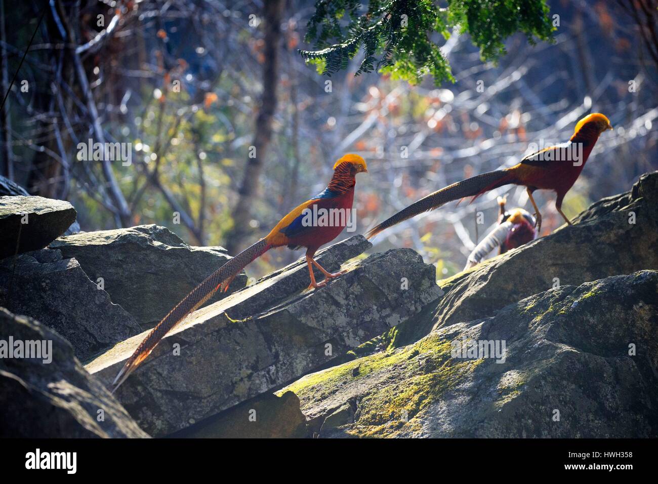 China Shaanxi Province Qinling Mountains Golden Pheasant Or Chinese china-shaanxi-province-qinling-mountains-golden-pheasant-or-chinese