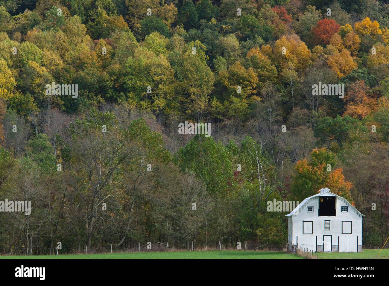 United States, West Virginia, Seneca Rocks, barn and autumn foliage ...