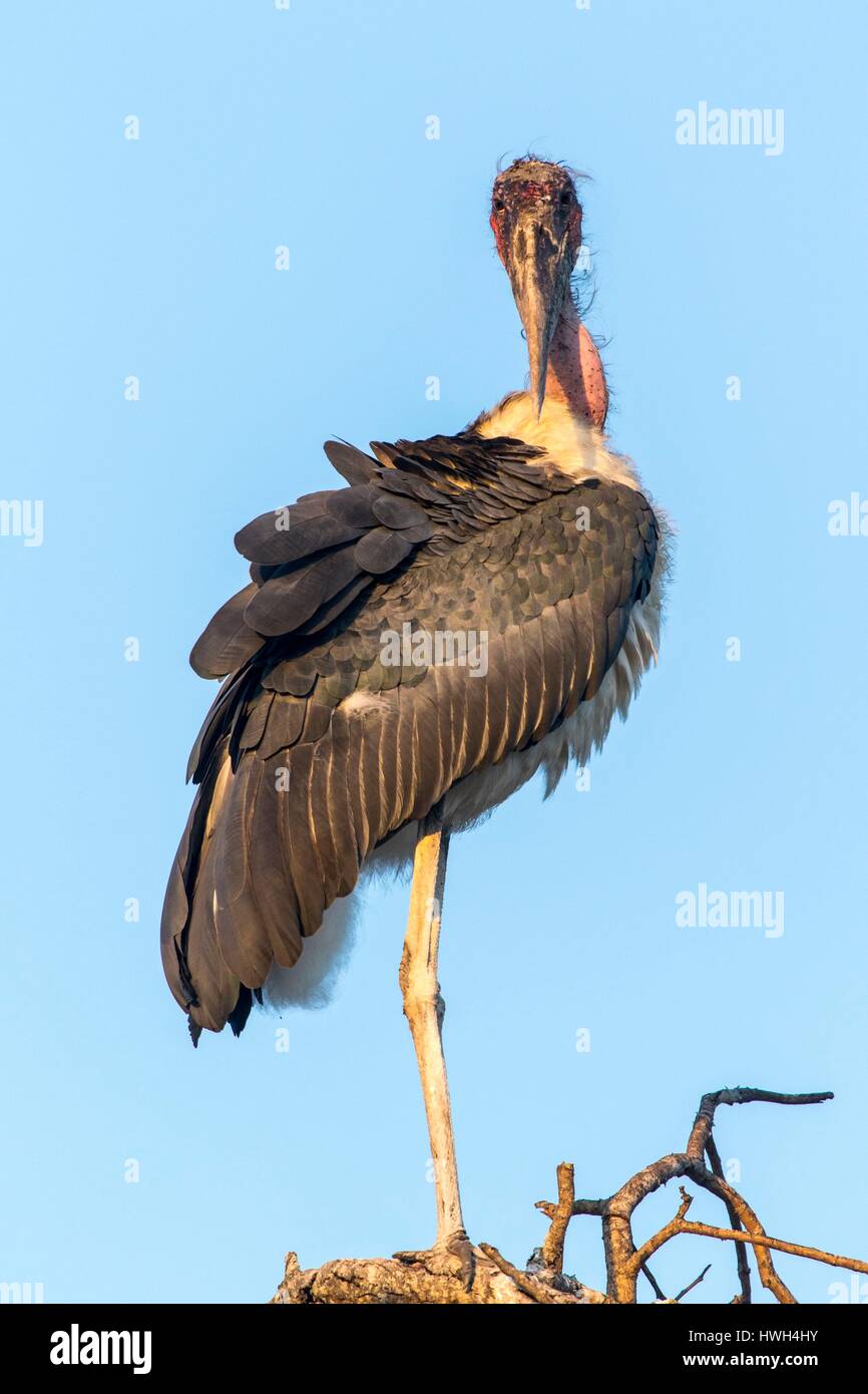 South Africa, Sabi Sands game reserve, Marabou stork (Leptoptilos crumeniferus) Stock Photo