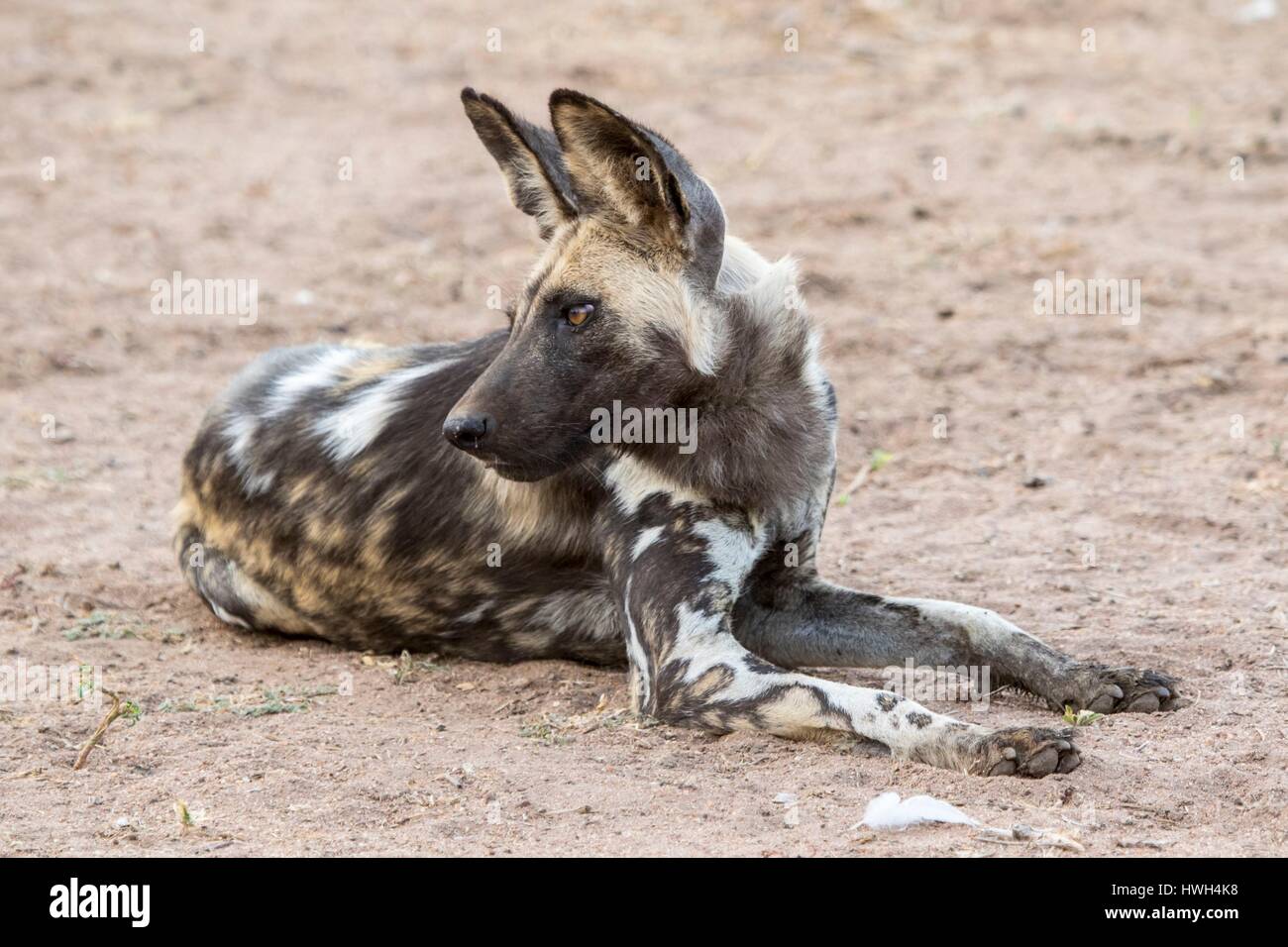 South Africa, Sabi Sands game reserve, wild dog (Lycaon pictus) Stock Photo