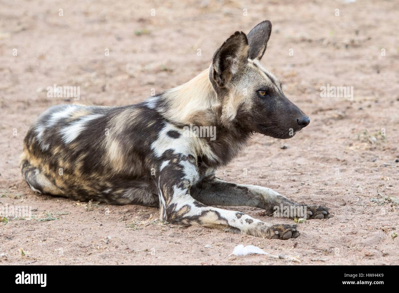South Africa, Sabi Sands game reserve, wild dog (Lycaon pictus) Stock Photo