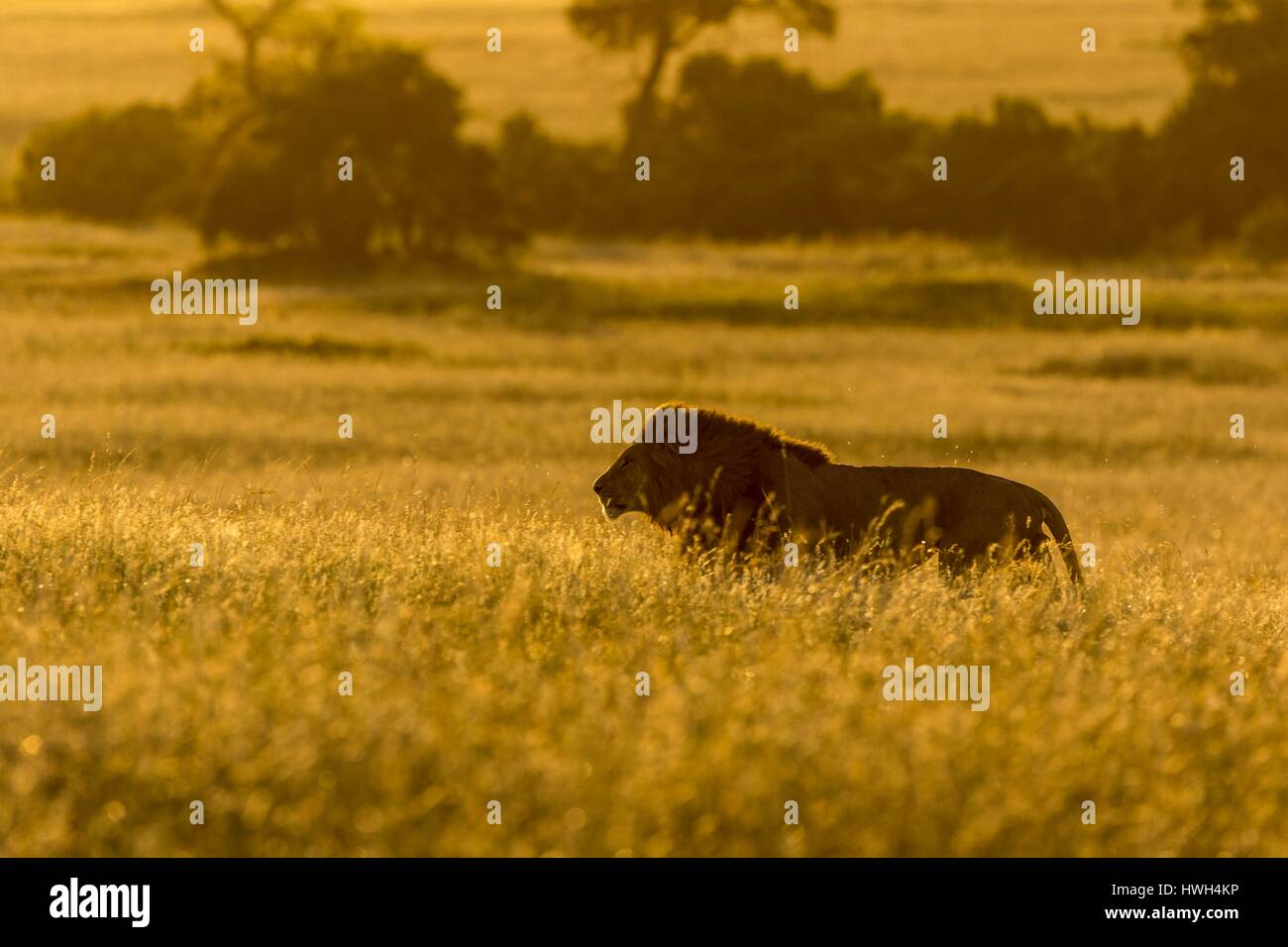 Kenya landscape sunset lion hi-res stock photography and images - Alamy