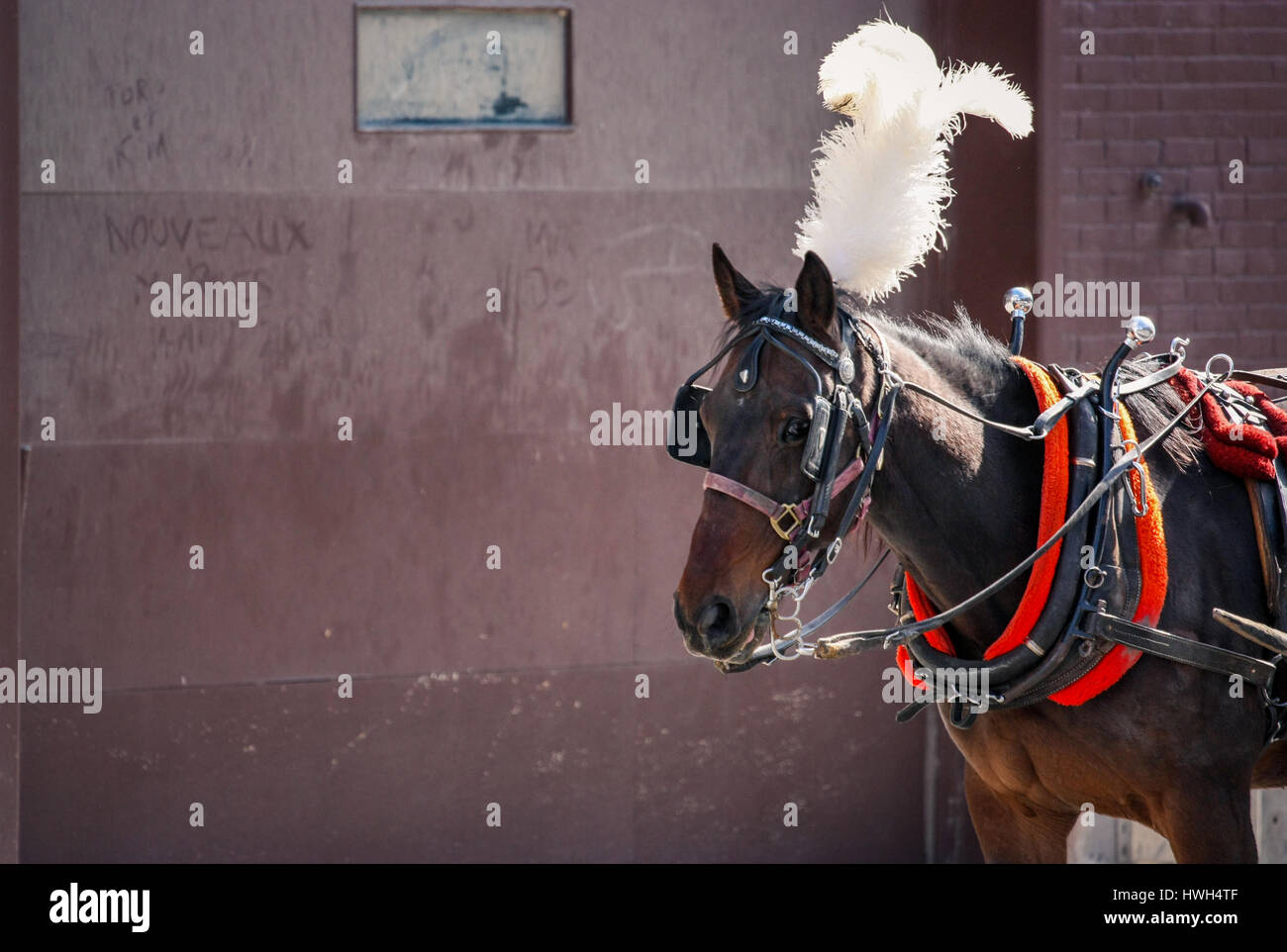 old fashioned horse in the city Stock Photo Alamy