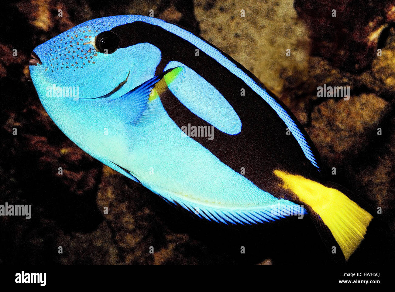 Paracanthurus Hepatus Blue Tang Doctor Fish, Surgeonfish Flag Tail  Surgeonfish Graphic Illustrations Pallet Surgeonfish Stock Illustration -  Illustration of reptile, yellow: 288417927