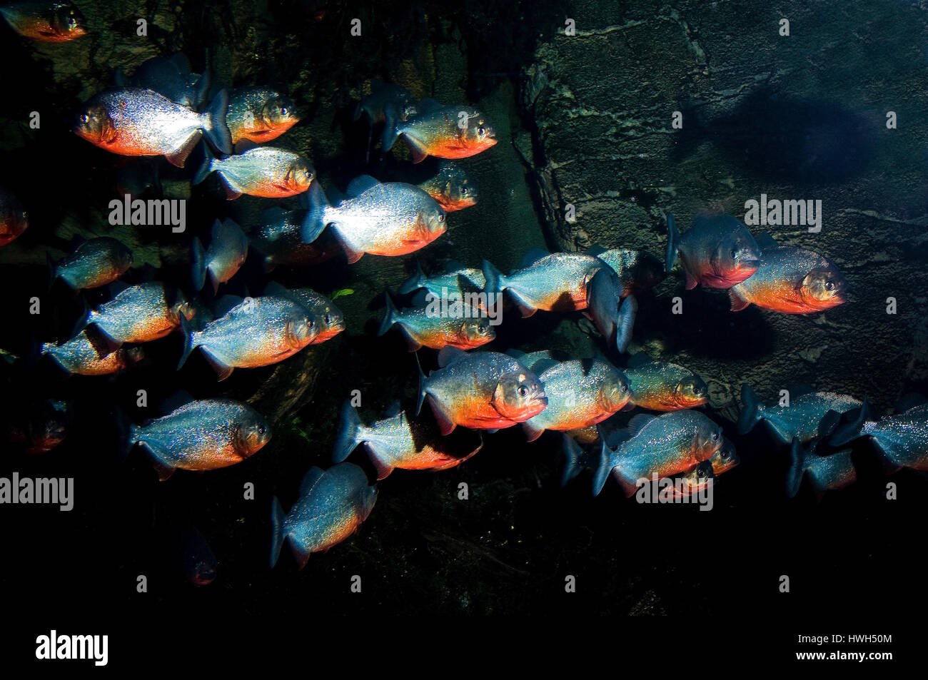 Pisces fish fishes osteichthyes piraya pirayas pirana red pirana hi-res ...
