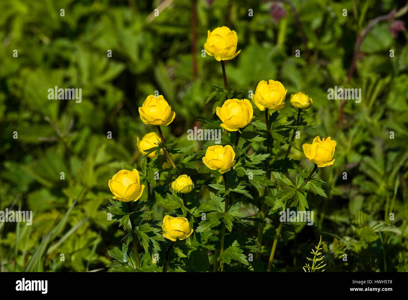 "Marsh marigold, Norway; Norway; Kval ? ?ya; plants; plants; marsh marigold, marsh marigold