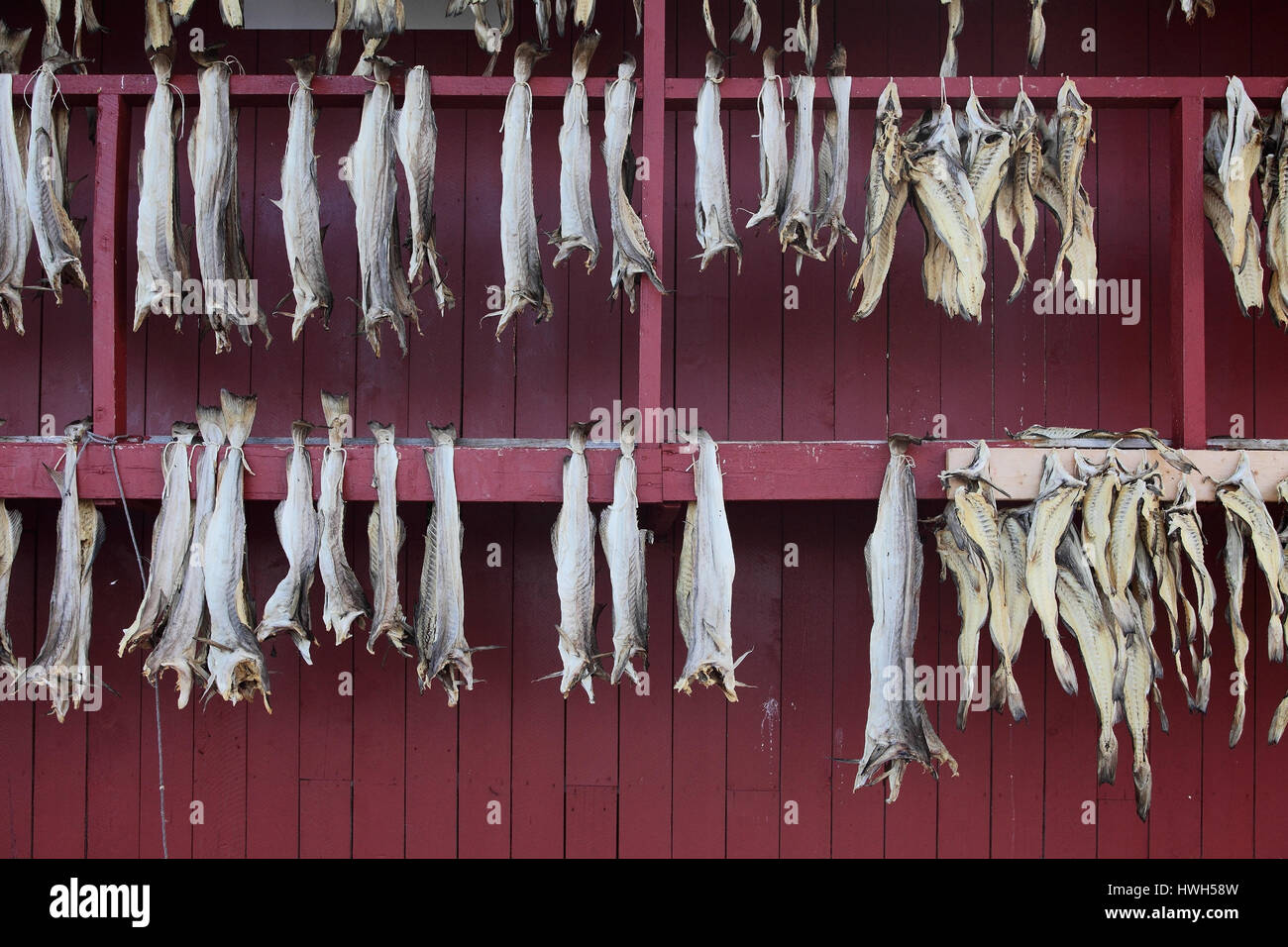 'Dry fish on house wall, Norway; Norway; Vester ? ? len, Saint ? ?, fishing, fishery, stockfish, dryed fish, cod, cod, gadus morhua, house, house, wal Stock Photo