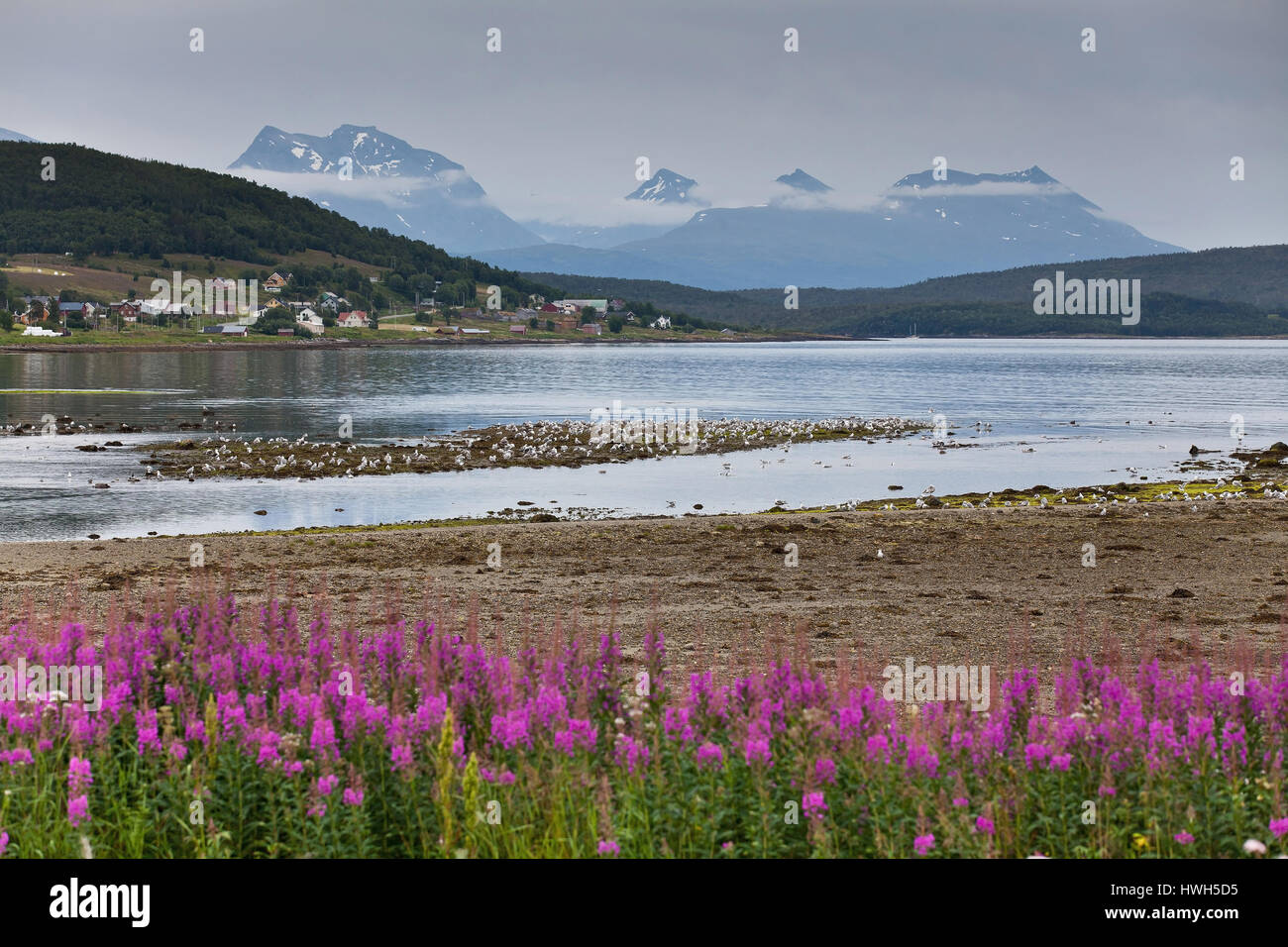 Straumsbukta on Kvall ? ?ya, Norway, Norway, Troms, Kval ? ?ya, Straumsbukta, coast, coast, shoreline, birds, birds, gulls, sea gulls, plants, plants, Stock Photo