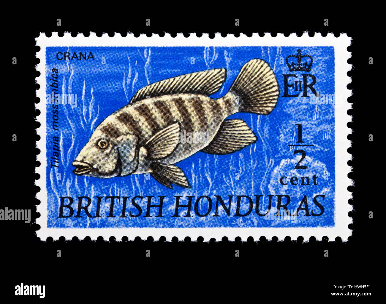 Postage stamp from the British Honduras depicting a Mozambique tilapia (Oreochromis mossambicus) Stock Photo