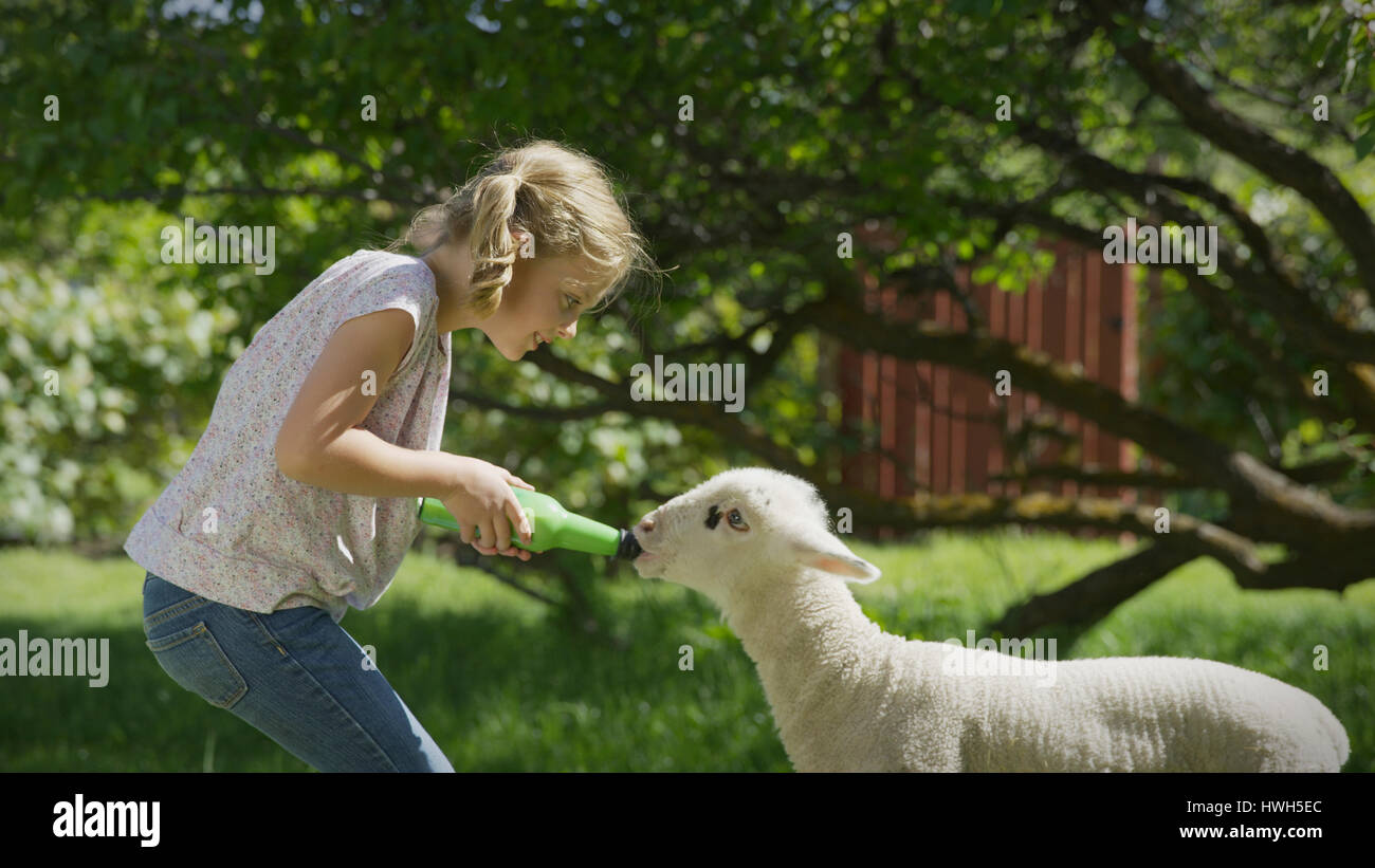 Profile view of smiling girl feeding lamb from bottle in farm yard Stock Photo