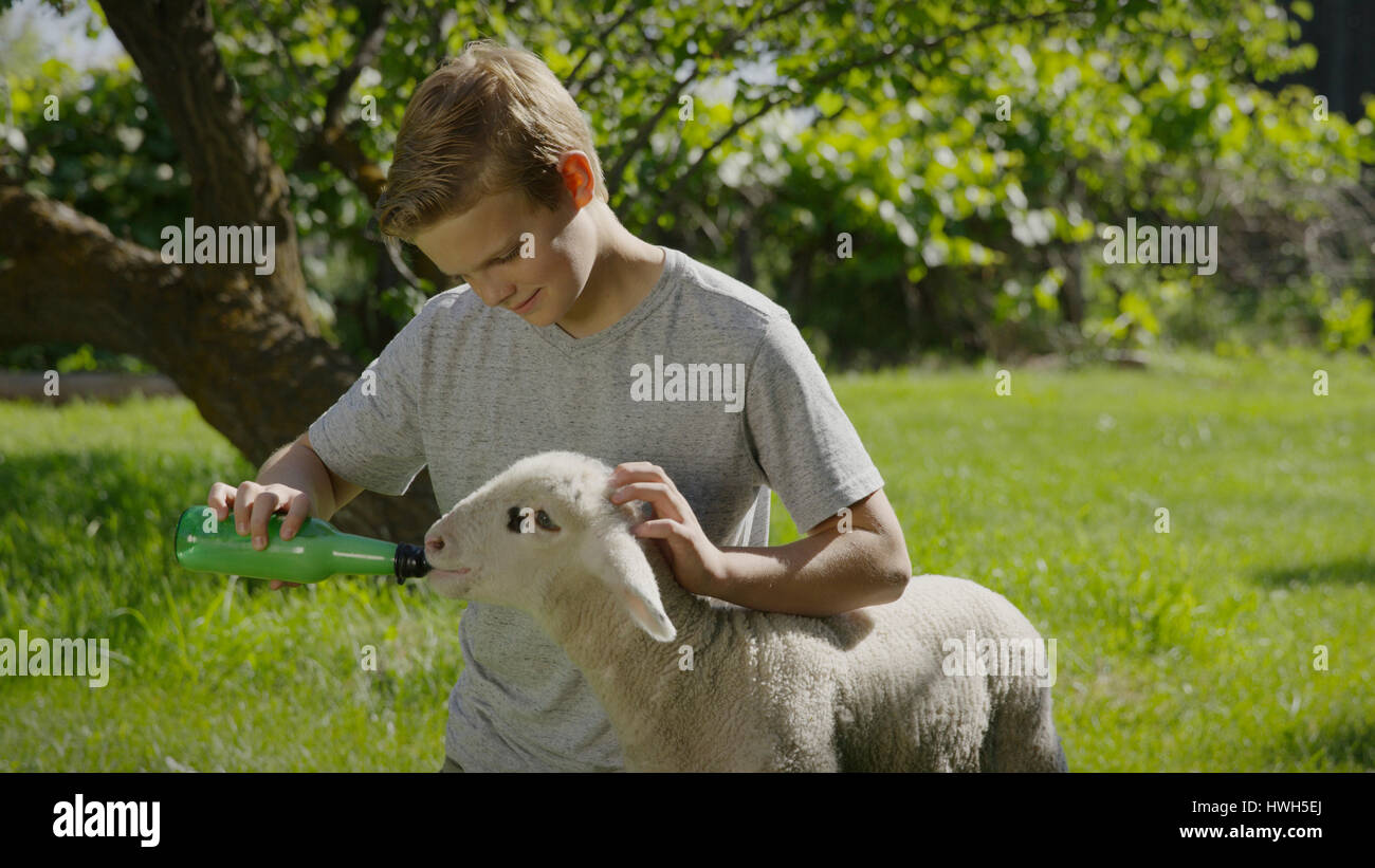 Smiling boy feeding lamb from bottle in farm yard Stock Photo - Alamy