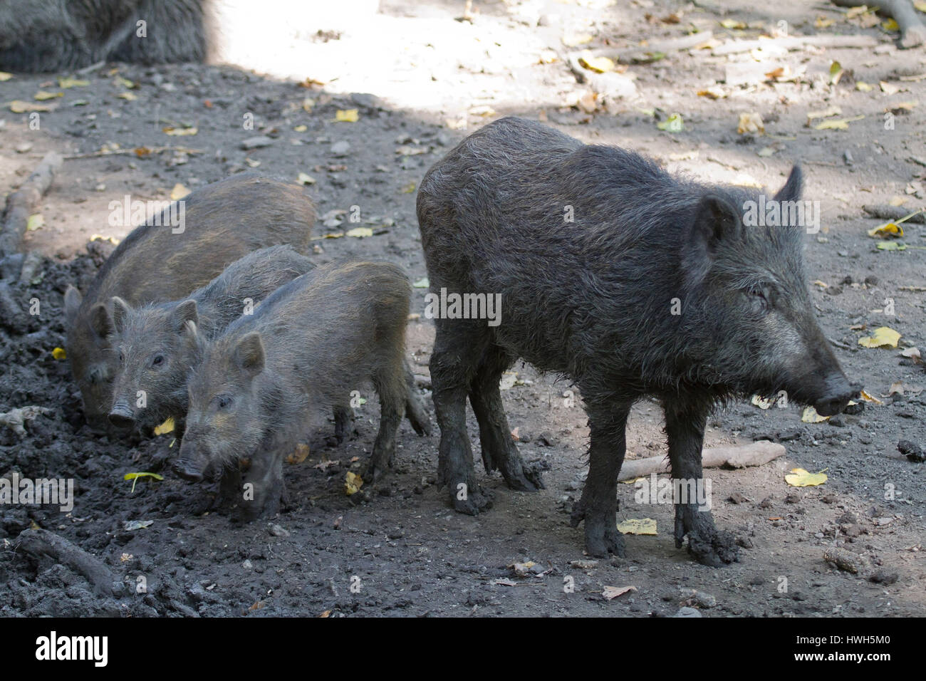 Wild boars, ?-sterreich, Austria, Burgenland, national park new colonist  lake, steppe animal park Pamhagen, mammal, mammal, wild boars, wildly boar,  s Stock Photo - Alamy