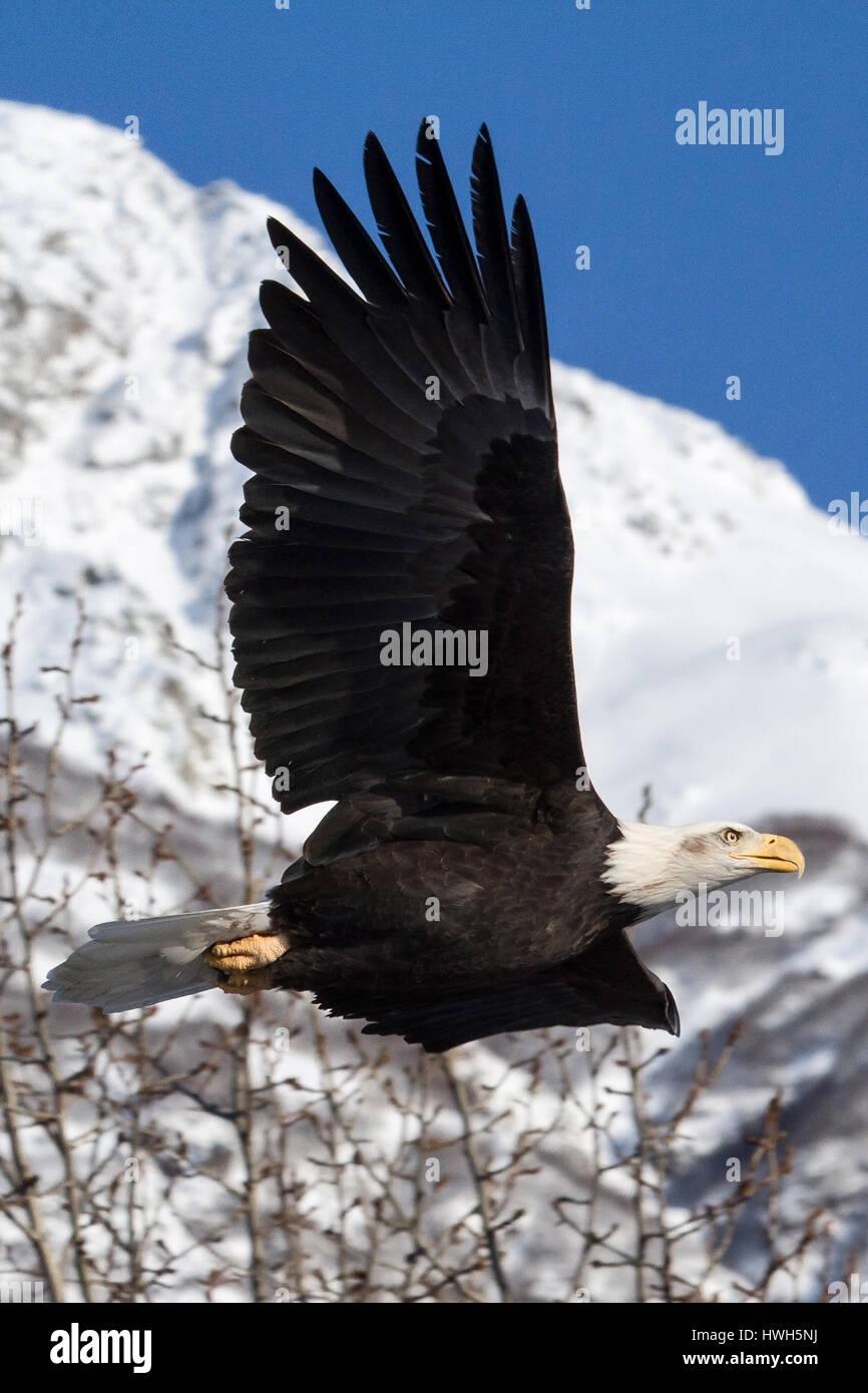 Bald head preserve hi-res stock photography and images - Alamy