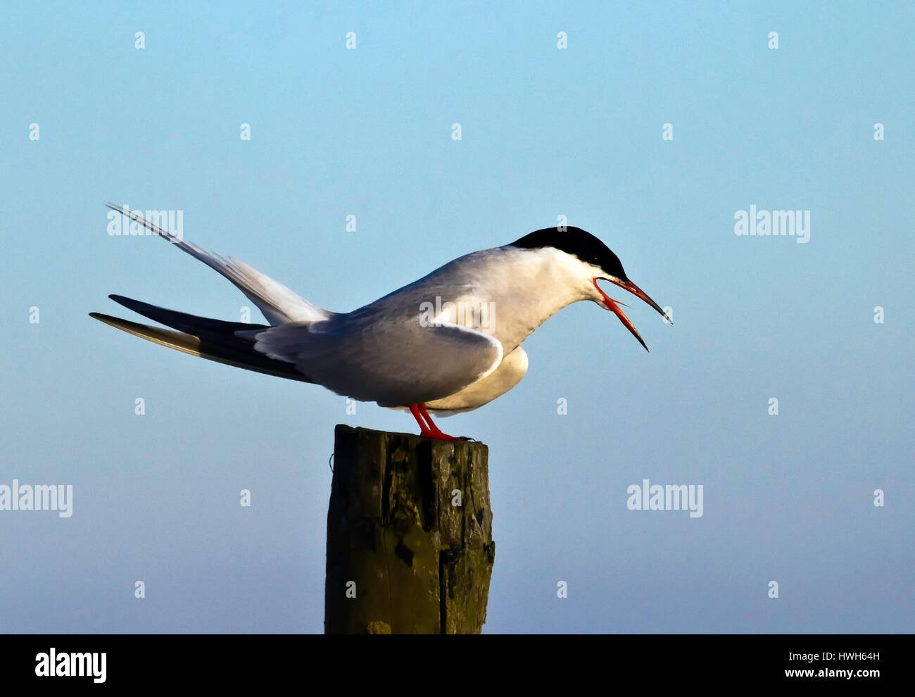 'River tern, Germany; Germany; Schleswig - Holstein; north frieze country; Hooge; birds; birds; river tern; common tern; sterna hirundo; blue sky; blu Stock Photo