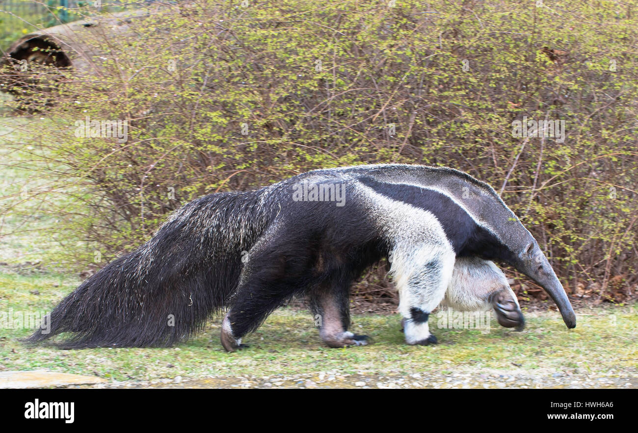 Big anteater hi-res stock photography and images - Alamy Big anteater hi-res stock photography and images - Alamy