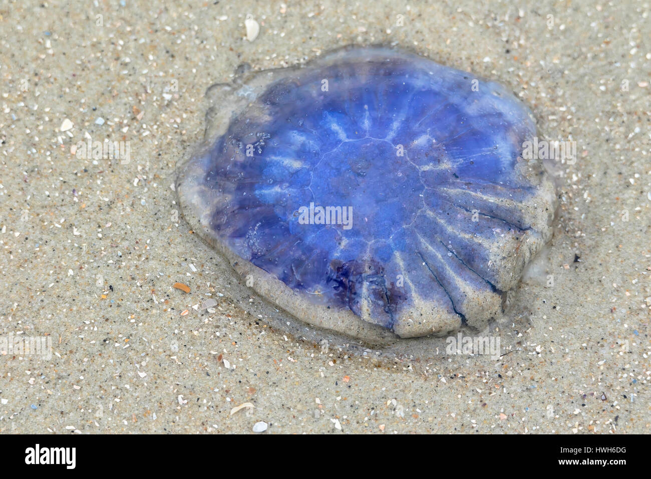 'Blue nettle jellyfish on the beach, Germany; Lower Saxony; East Friesland; the East Frisians, Juist, jellyfishes, blue nettle jellyfish, Cyanea lamar Stock Photo