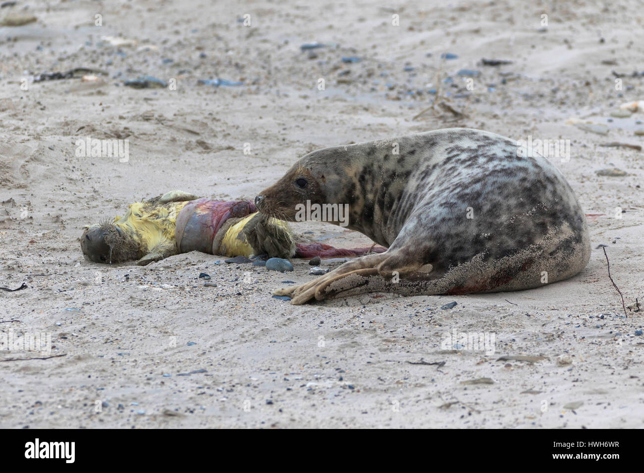 Seal placenta hires stock photography and images Alamy