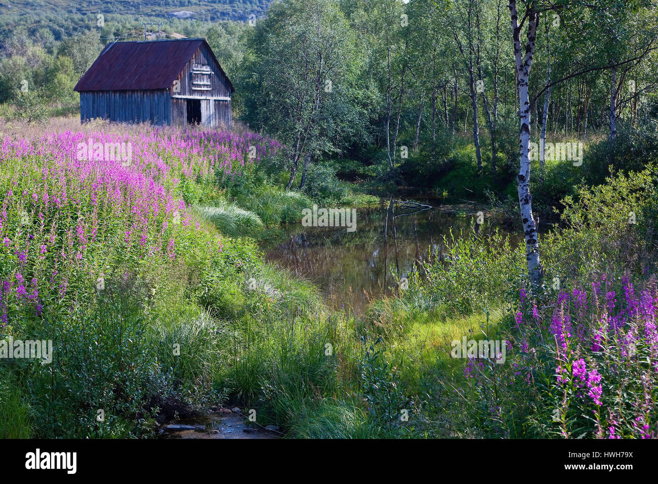 'Summer in Nordnorwegen, Norway, Norway, Lapland; wood; forest; Bach, creek, summer; buzzer, plants, plants, little pasture roses, fireweed, epilobium Stock Photo