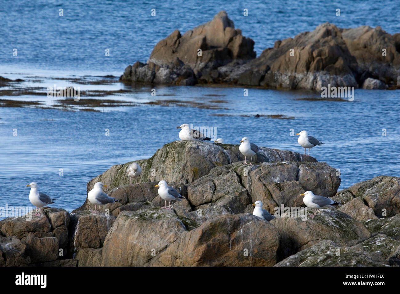 'Gull rocks, Norway; Norway; Vester ? ? len; long ? ?ya; Saint ? ?, birds; birds; gulls; sea gulls; sea; sea; Sch?re; Iceland; rocks; rock; rest', Möw Stock Photo