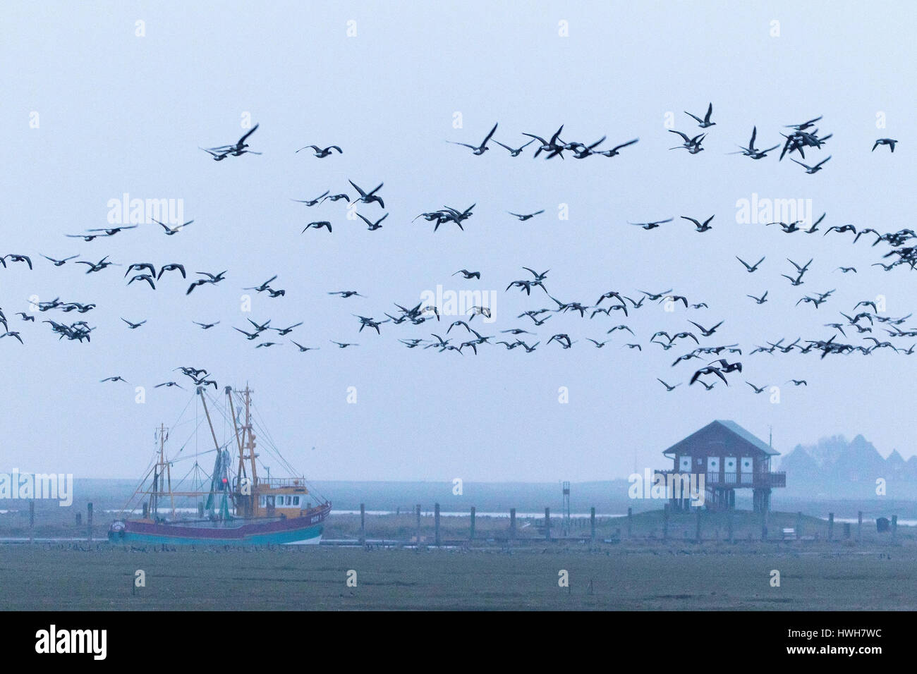 'Ringlet geese about Hallig Hooge, Germany; Schleswig - Holstein; north frieze country; Hallig Hooge; island; threw, mud flats, navigation, fishing, f Stock Photo