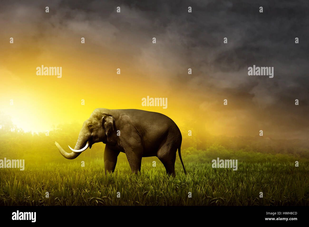 Sumatran elephant walking on the field on the sunset Stock Photo
