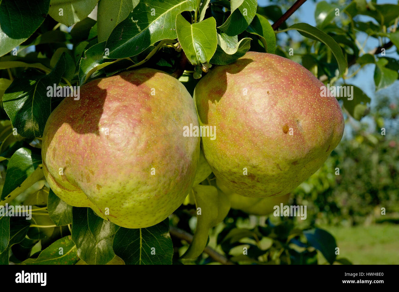 Pears on tree, Pyrus communis pears in the tree rose plants, Pears on tree / (Pyrus communis) / Birnen am Baum / Rosengewaechse Stock Photo