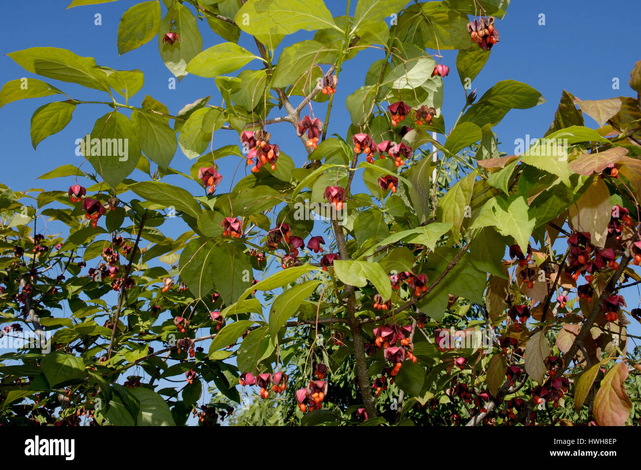 Spindle-tree, fruits, Euonymus planipes Pfaffenhuetchen Gro ? ?fruchtiges, fruits Pfaffenh?tchen, spindle tree plants, Celastraceae, fruits / (Euonymu Stock Photo