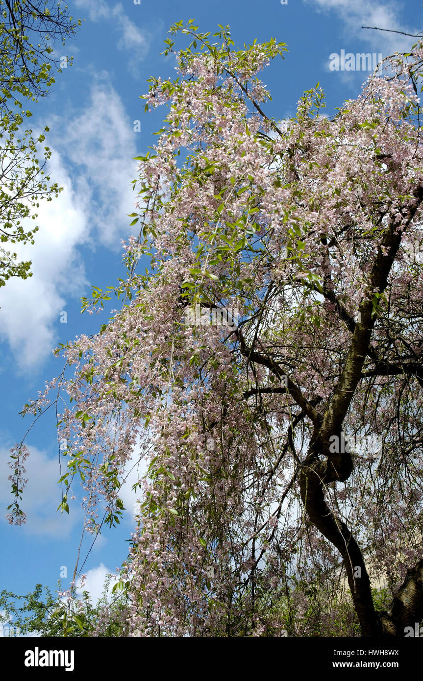 Winter Flowering cherry, Prunus subhirtella to slope cherry, Prunus