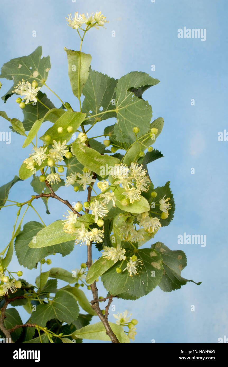 Lime, twig with flowers and leaves, Tilia tomentosa, summer lime-tree, branch with blossoms and sheets, Tilia tomentosa  , twig with flowers and leave Stock Photo