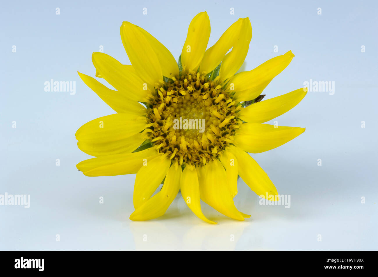 Great valley gumweed, Gumweed, Grindelia robusta, straight Grindelie, Grindelia robusta , Gumweed / (Grindelia robusta ) |  Aufrechte Grindelie / (Gri Stock Photo