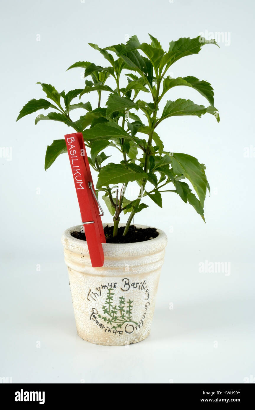 Basil Green Pepper, Ocimum selloi, basil Green pepper, Ocimum selloi