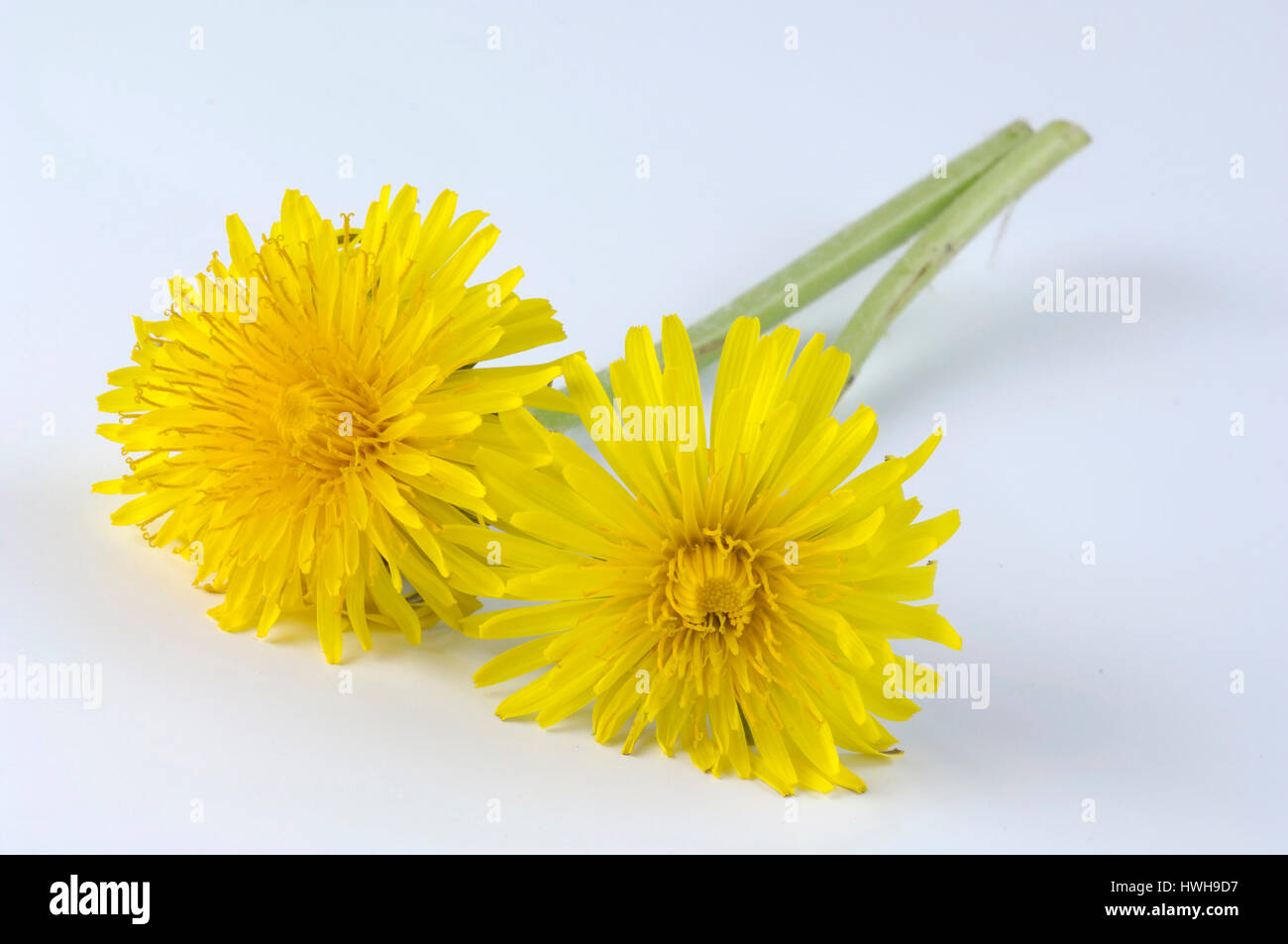 Dandelion, blossom, Taraxacum officinale, dandelion blossom, Taraxacum officinale dandelion, , blossom / (Taraxacum officinale) | Loewenzahn Bluete /  Stock Photo