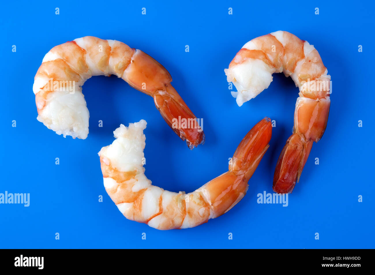 King prawn, shrimp, prawn, Natantia, shrimp, king prawn Natantia