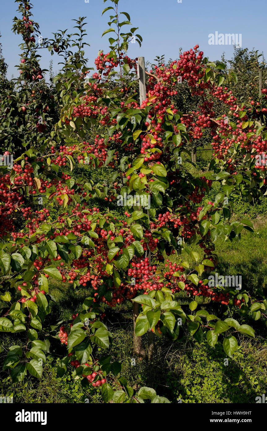 Crabapple Everest, Malus hybrid ornamental apple to Everest  , Crabapple 'Evereste'  / (Malus hybrid) / Zierapfel 'Evereste' / Stock Photo