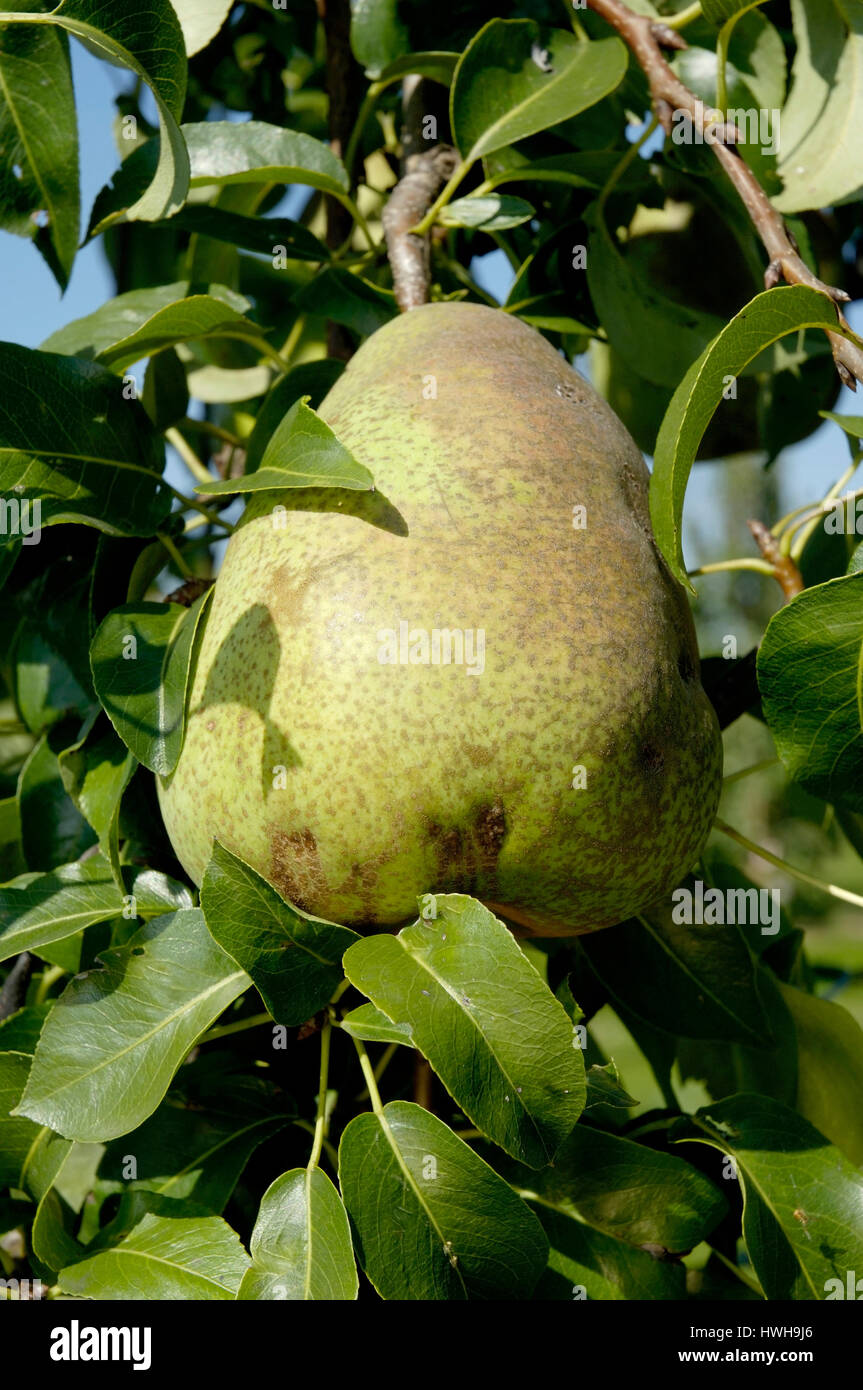 Pears on tree, Pyrus communis pears in the tree rose plants, Pears on tree / (Pyrus communis) / Birnen am Baum / Rosengewaechse Stock Photo