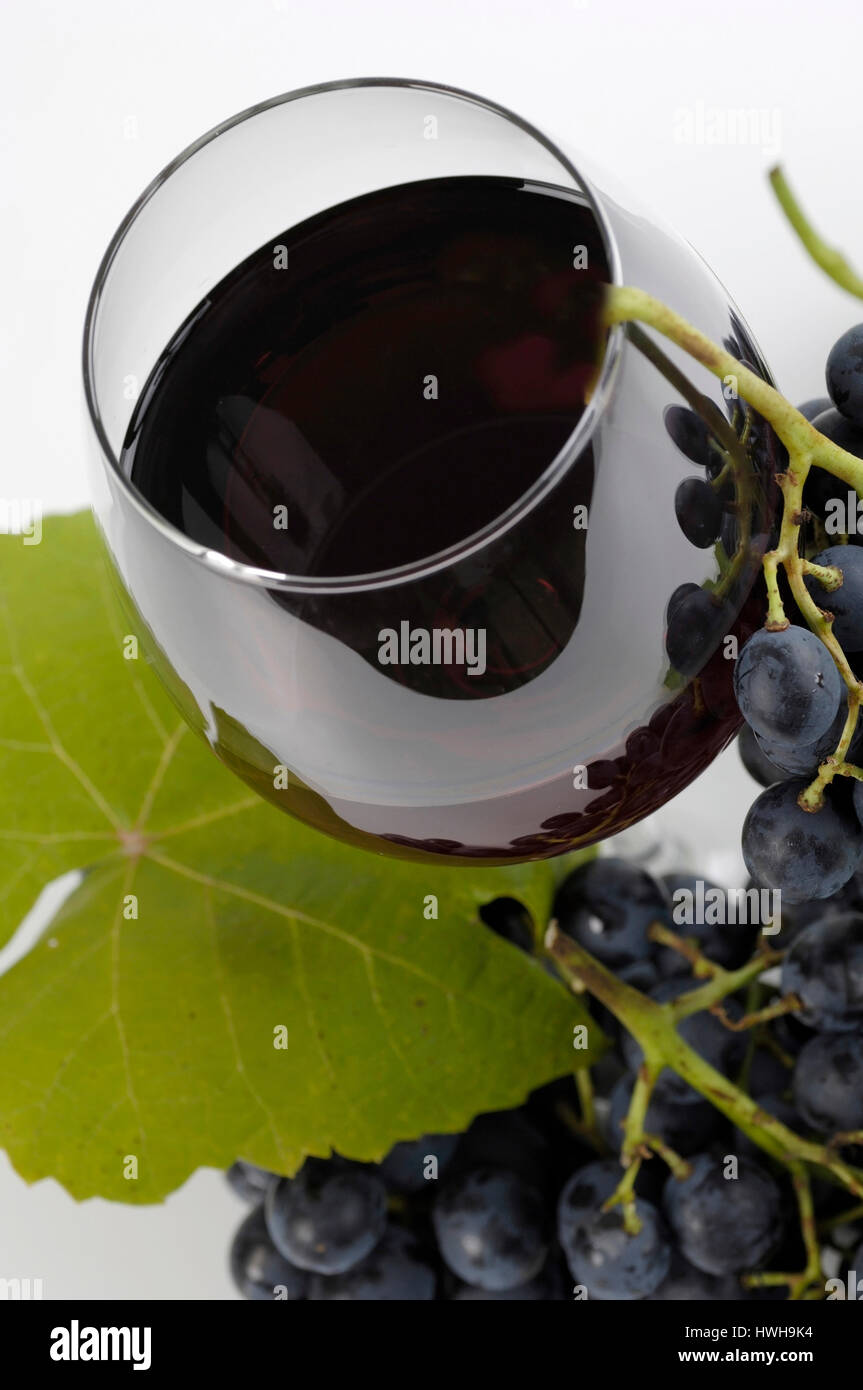 Franconia wine and Bunch of Grapes, Vitis vinifera franc wine and bunches of grapes free plate