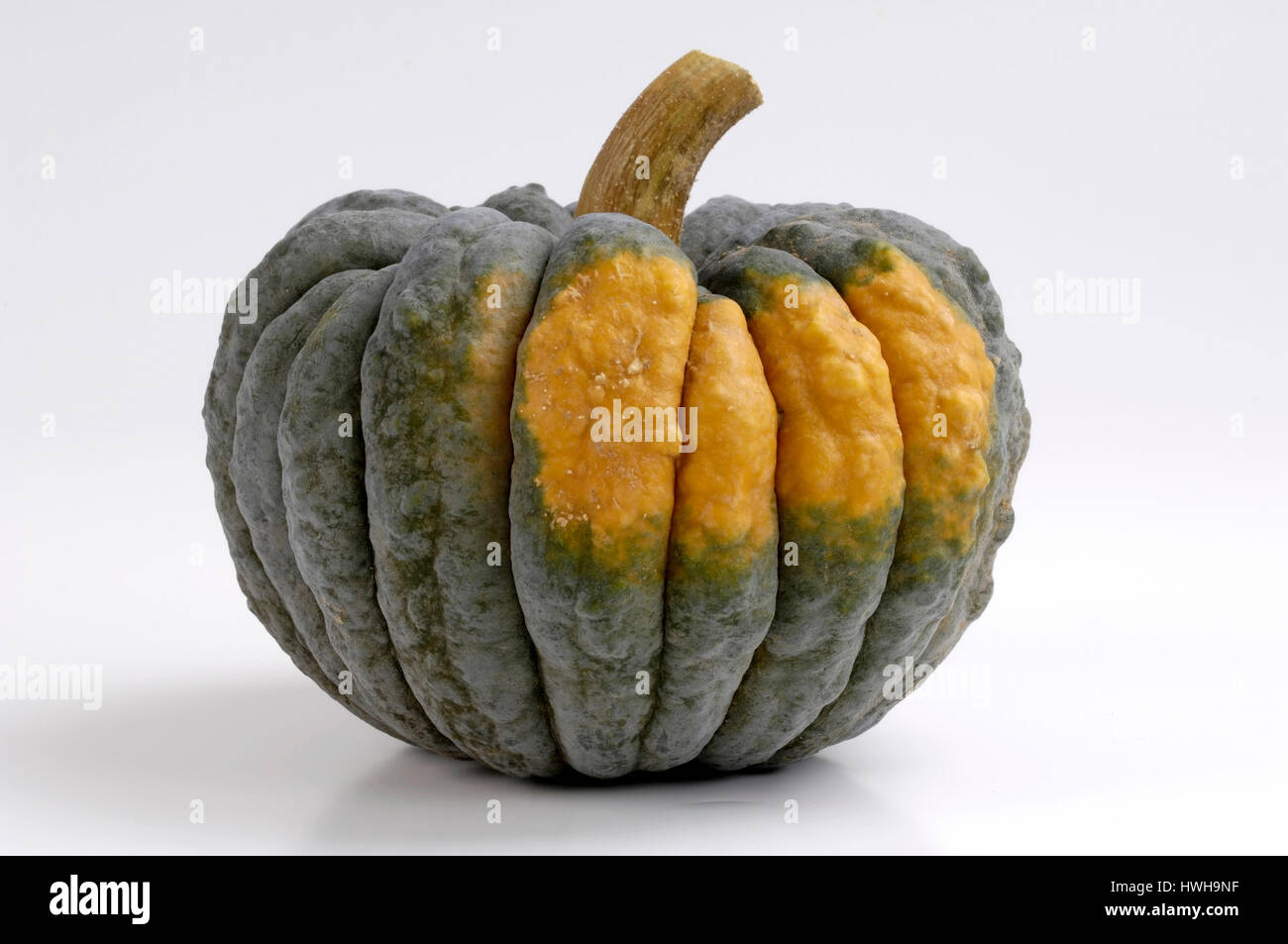 Pumpkins Black Futsu, Cucurbita pepo squashes Black Futsu, ornamental pumpkins ornamental pumpkin, garden pumpkin, pumpkin plants, Cucurbitaceae, insi Stock Photo