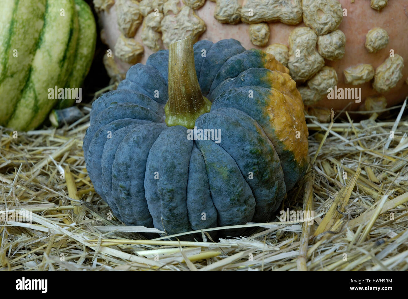 Pumpkins Black Futsu, Cucurbita pepo squashes Black Futsu, ornamental pumpkins ornamental pumpkin, garden pumpkin, pumpkin plants, Cucurbitaceae, , Pu Stock Photo