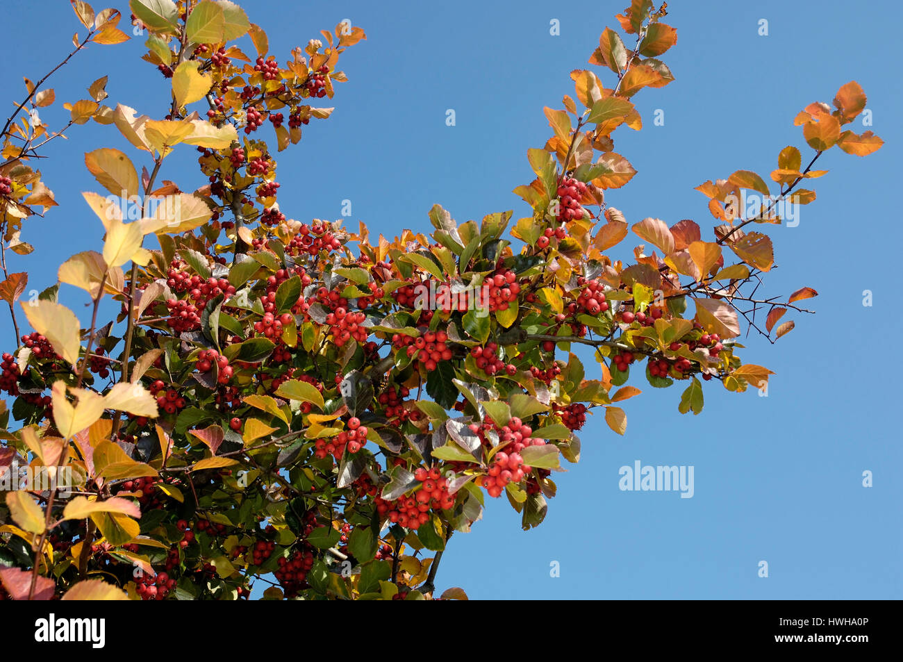 Hawthorn, Crataegus prunifolia, Crataegus persimilis plum thorn, plum-leafy whitethorn, Hawthorn / (Crataegus prunifolia, Crataegus persimilis) /  Pfl Stock Photo