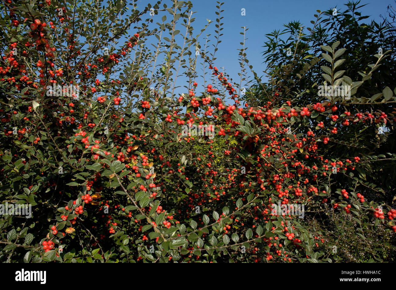 Franchet see cotoneaster, berries, Cotoneaster franchetii Franchets midget medlar, berries, Franchet s cotoneaster, berries / (Cotoneaster franchetii  Stock Photo