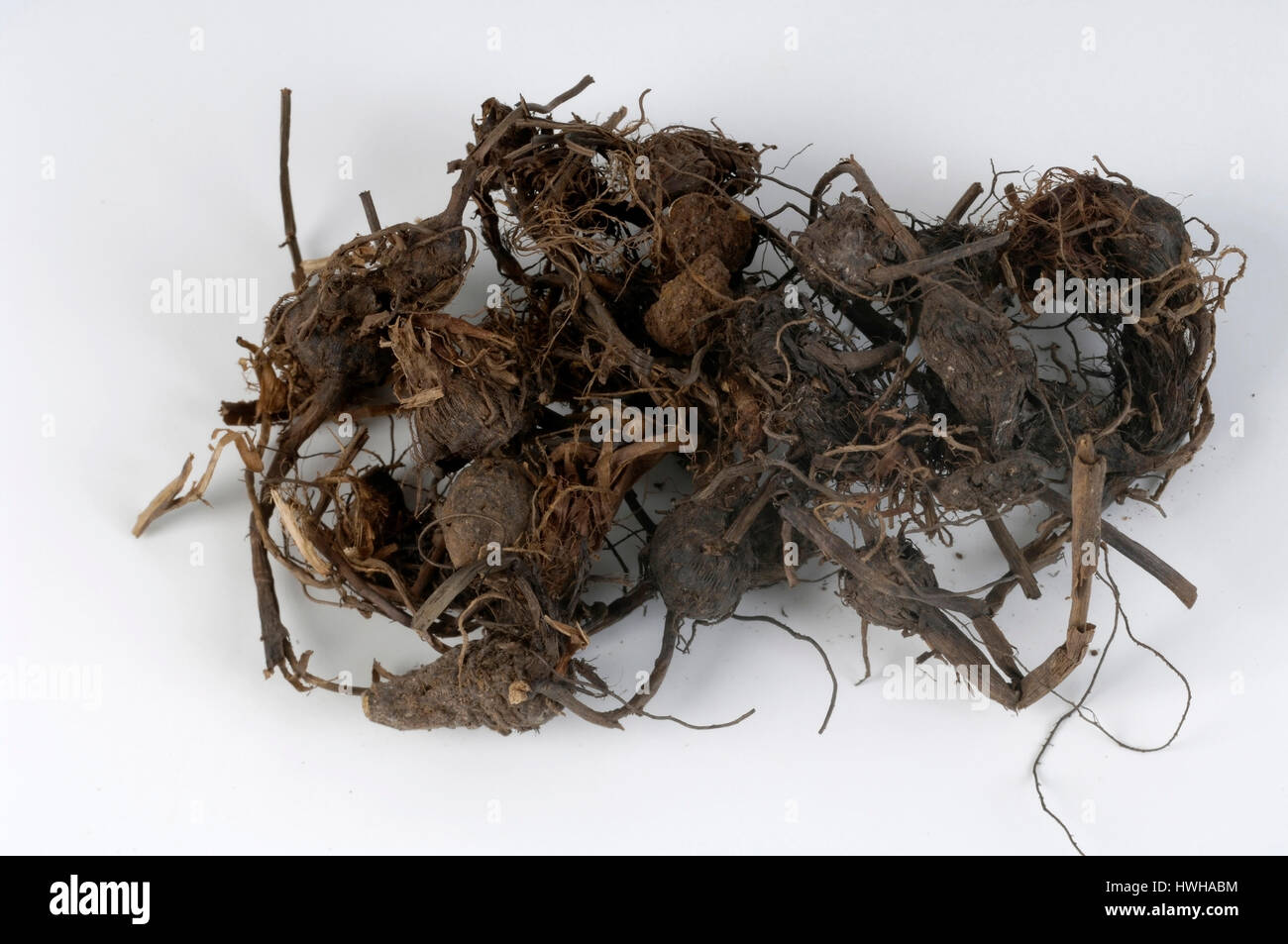 Musta roots, Cyperus rotundus Nagarmustaka roots Ayuverdische wood, Reucherhoelzer, Ayurveda, smoked wood, inside, studio, indoor, , Musta roots / (Cy Stock Photo