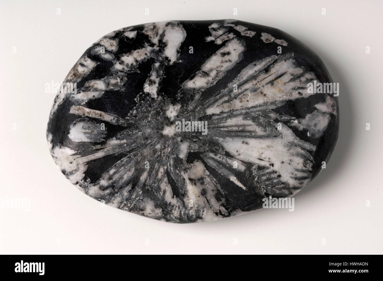 Chrysanthemum stone remedial stones, stones, inside, studio, indoor, esotericism, free plate, cut out, object, object, Chrysanthemenstein / Heilsteine Stock Photo
