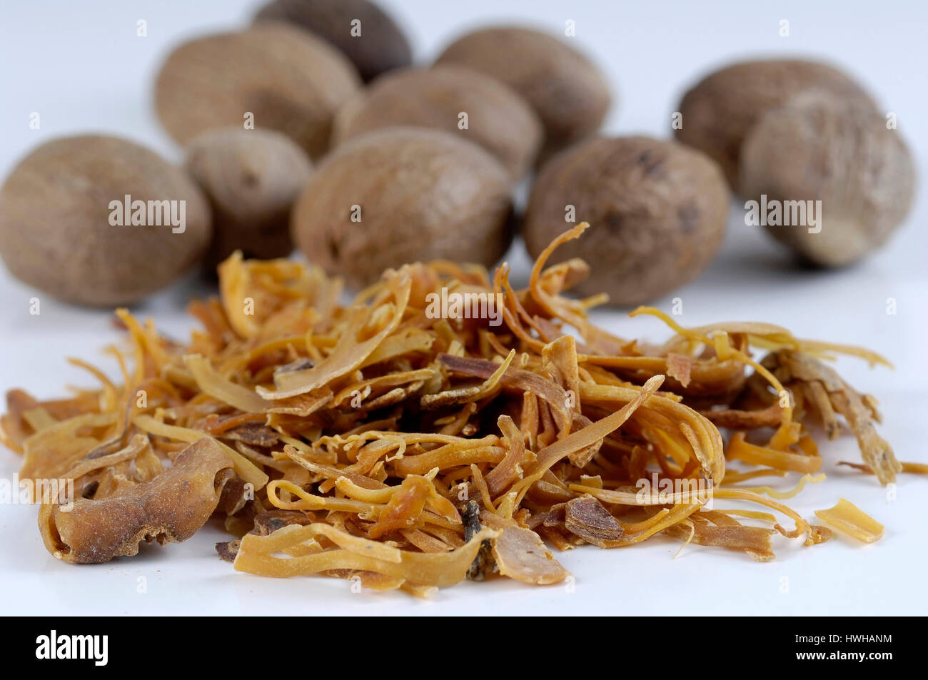 Nutmegs and bloom, Myristica fragrans nutmeg and blossom nutmeg plants