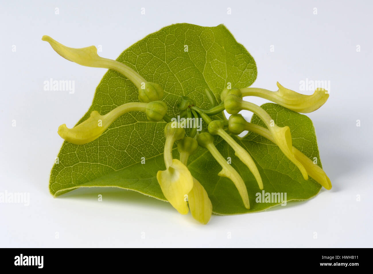 Birthwort, Aristolochia clematilis, Osterluzei, Aristolochia clematilis ...