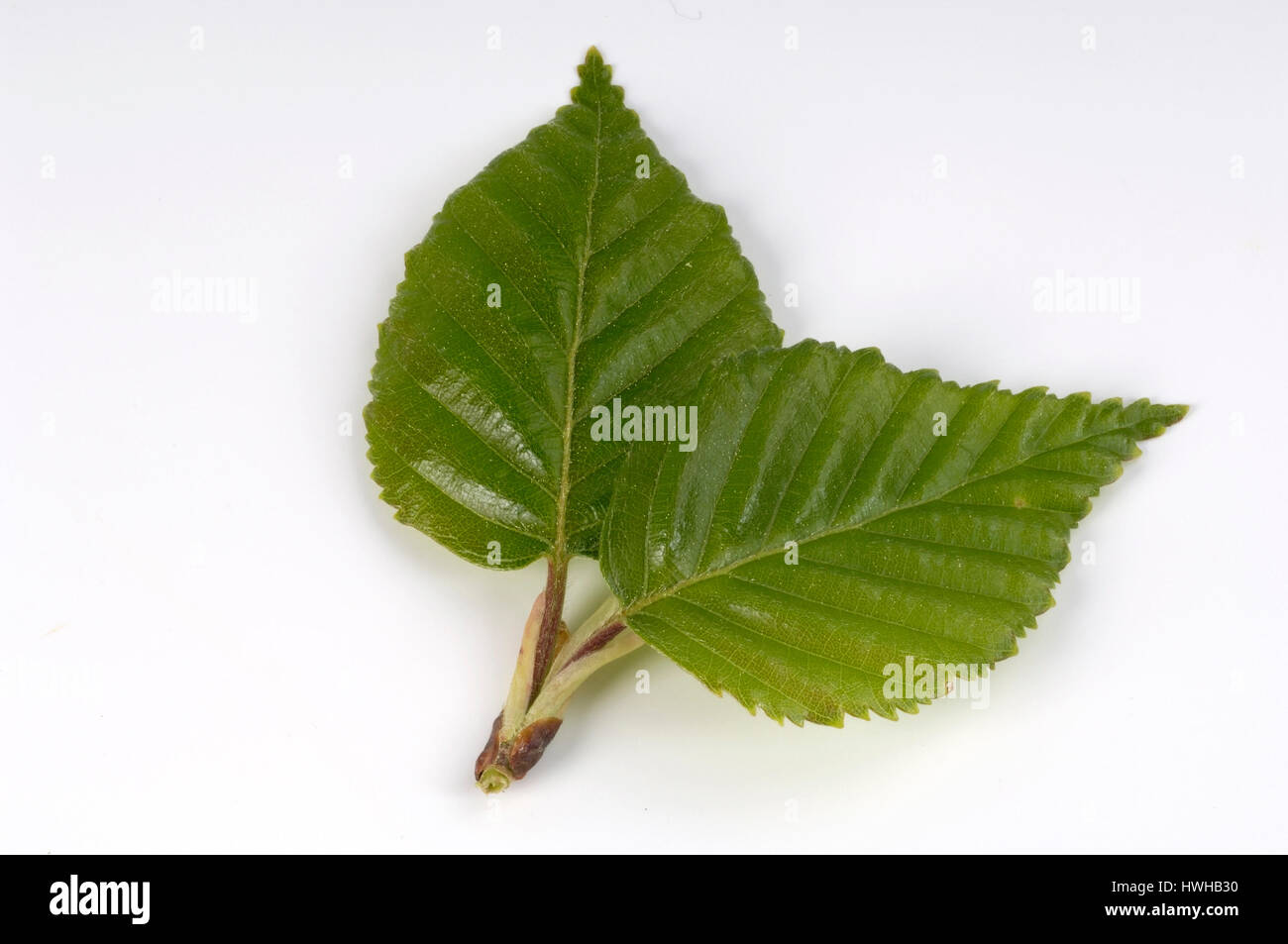 Birch leaves, Betula pendula cut out, object, object, birch, sheets, Betula pendula free plate , Birch leaves / (Betula pendula) / cut out, Objekt, ob Stock Photo