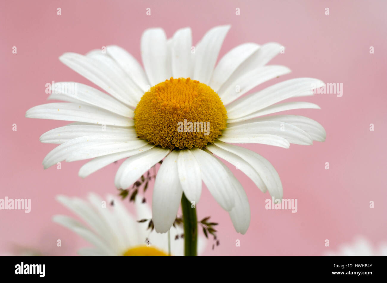 Oxeye Daisy, Leucanthemum vulgare, chrysanthemum leucanthemum